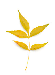 Autumn leaves isolated on white background