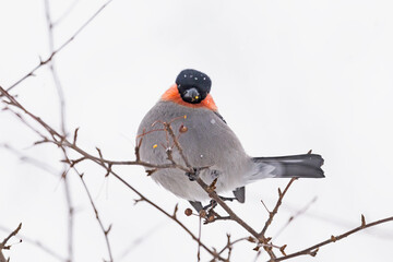 降雪の中のウソ雄 (Eurasian Bullfinch)