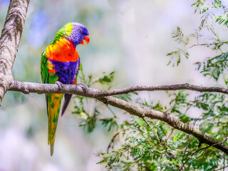 Lorikeet Sunny Sqwauks