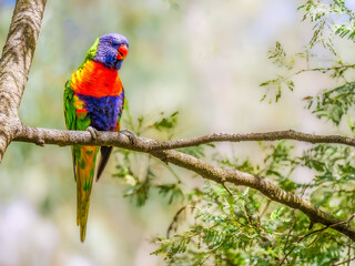 Lorikeet Sunny
