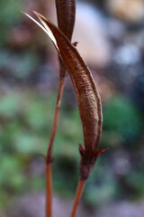 Inkarwilla zwarta Incarvillea compacta