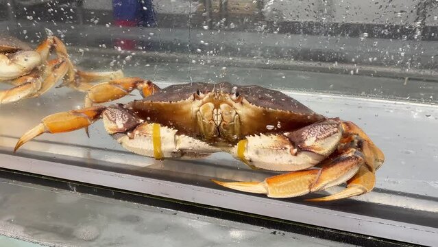 Living crab in aquarium at a supermarket