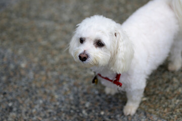 Adorable little white Havanese dog