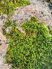 green moss on stone wall