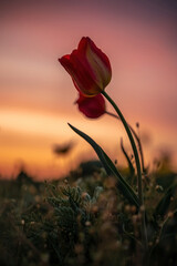 Wild tulip flowers at sunset, natural seasonal background. Multi-colored tulips Tulipa schrenkii in...