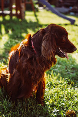 Irish red setter with tongue hanging out sitting on green grass near playground.