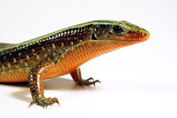 Madagascar girdled lizard // Madagaskar-Ringel-Schildechse (Zonosaurus madagascariensis)