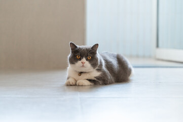 Fototapeta premium British Shorthair cat lying on the floor