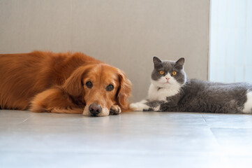 British Shorthair and Golden Retriever get along