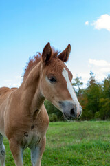 brown foal in nature