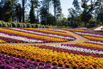 マム　菊　花畑