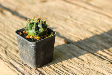 Variegated Gymnocalycium cactus in a pot.