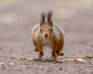 Beautiful fluffy red squirrel runs on the ground