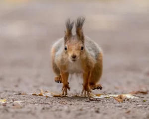 Fototapeten Beautiful fluffy red squirrel runs on the ground © kotopalych