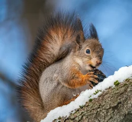 Schilderijen op glas Beautiful fluffy red squirrel eats a nut © kotopalych
