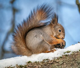 Beautiful fluffy red squirrel eats a nut