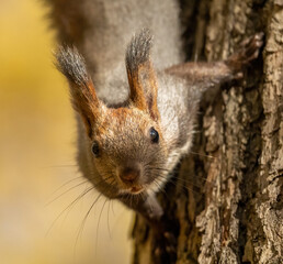 Beautiful fluffy red squirrel in pakre on a tree