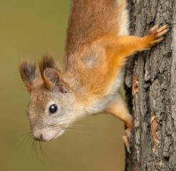 Beautiful fluffy red squirrel in pakre on a tree