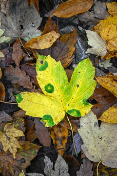 yellow green brown autumn leaves in the forest