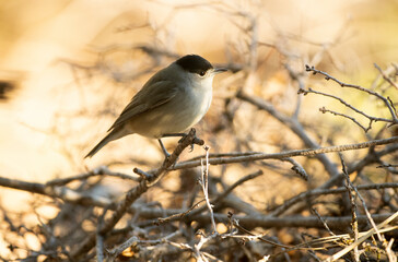 Common whitethroat male on a branch within a Mediterranean forest with the first light of a cold late autumn day