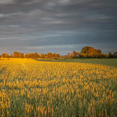 Obraz premium Harvest time