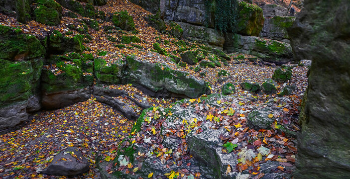 autumn forest rocky gorge with tree leaves