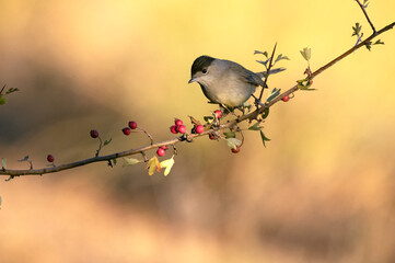 Common whitethroat in an innkeeper within a Mediterranean forest of pines and oaks in autumn with the first light of the morning