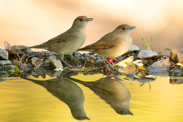 male and female of Common whitethroat at a water point within a Mediterranean oak and pine forest with the first light of an autumn day