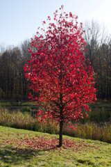 Jesienne drzewo z czerwonymi liśćmi. - obrazy, fototapety, plakaty