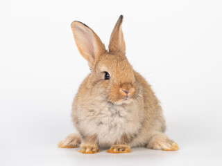 Front view of baby brown rabbit sitting on white background. Lovely action of young rabbit.