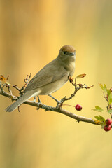 Common whitethroat, sylvia communis, Blackcap, Female of Common whitethroat in a perch within a Mediterranean forest with the first light of an autumn day