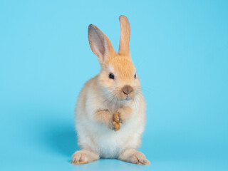 Baby orange rabbit sitting on blue background. Lovely rabbit raise hand up for cleaning by lick ...