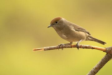 Common whitethroat, sylvia communis, Blackcap, Female of Common whitethroat in a perch within a Mediterranean forest with the first light of an autumn day