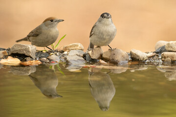 Male and female Common whitethroat drinking at a natural water point in a Mediterranean forest at first light on an autumn day