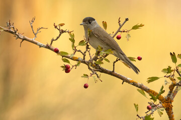 Common whitethroat male on a perch in a Mediterranean forest with the first light of an autumn day
