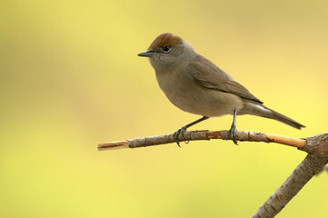 Common whitethroat, sylvia communis, Blackcap, Female of Common whitethroat in a perch within a Mediterranean forest with the first light of an autumn day