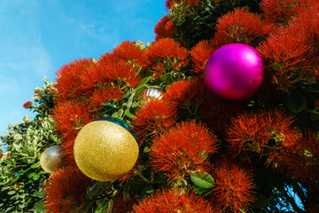 The striking red flowers of New Zealand's native Pohutukawa tree with Christmas decorations. The tree flowers over the NZ summer and is often referred to as the New Zealand Christmas tree.