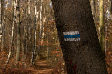 Niebieski szlak namalowany na drzewie. Las jesienią. - obrazy, fototapety, plakaty