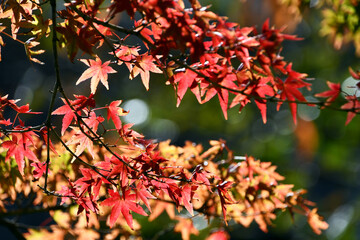 紅葉