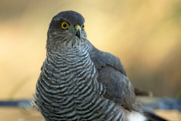 detail of a young male Eurasian sparrow hawk bathing and drinking in a natural spring within a Mediterranean forest with the last lights of an autumn day