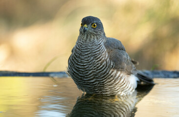 detail of a young male Eurasian sparrow hawk bathing and drinking in a natural spring within a Mediterranean forest with the last lights of an autumn day