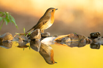 European robin at a natural water point in a Mediterranean forest at first light on an autumn day