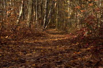 Las jesienią. Ścieżka przez las.