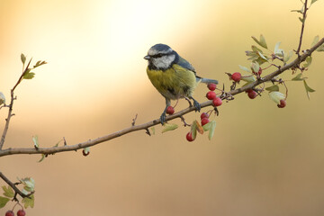 Blue tit on a hawthorn branch with red berries with the lights of dawn in a Mediterranean forest in autumn