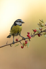 Blue tit on a hawthorn branch with red berries with the lights of dawn in a Mediterranean forest in autumn