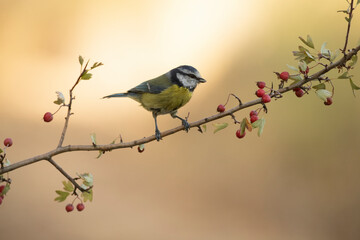 Blue tit on a hawthorn branch with red berries with the lights of dawn in a Mediterranean forest in...