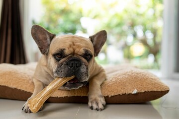 French bulldog with rawhide bone lying on a pillow - obrazy, fototapety, plakaty
