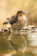 Adult male Eurasian sparrow hawk drinking and bathing at a water point in a Mediterranean forest in the last light of an autumnal day