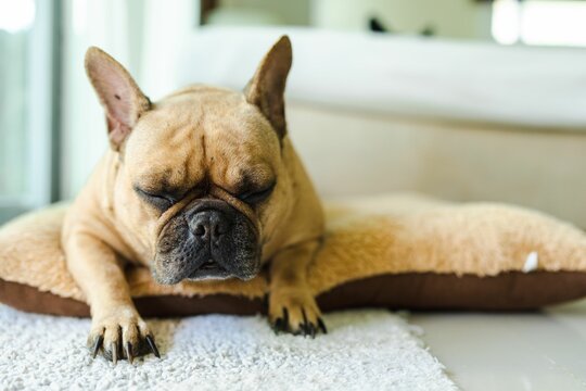 Tired french bulldog sleeping on a pillow