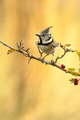 Crested tit on a hawthorn branch with red berries with the lights of dawn in a Mediterranean forest in autumn